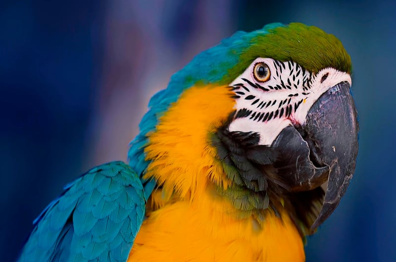 Amazon Rainforest, Brazil