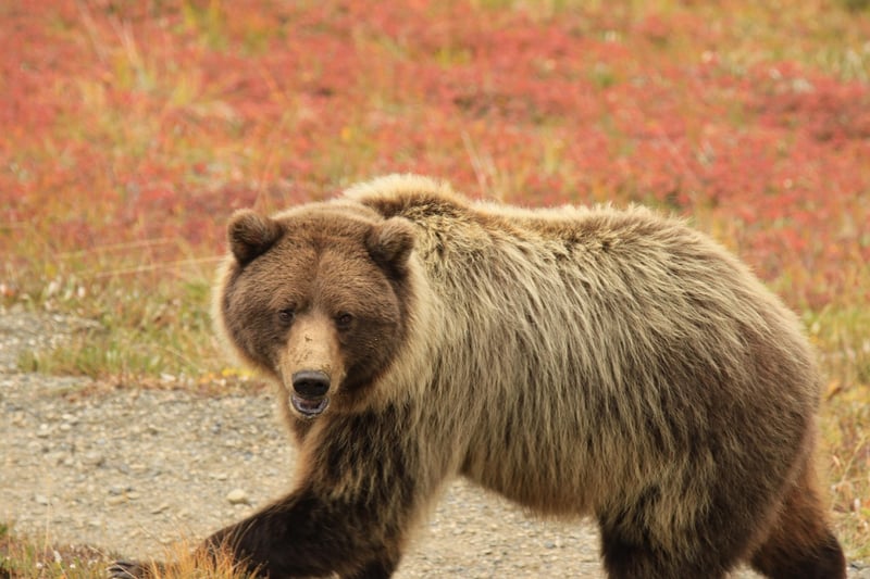 Denali National Park, Alaska, USA